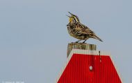 Tiere, Vögel - Sperlingsvögel  Westlicher Lerchenstärling_Sturnella neglecta_Western Meadowlark 02.JPG