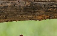 Tiere, Vögel - Sperlingsvögel  Zinobertangar_Piranga flava_Hepatic Tanager 03.JPG