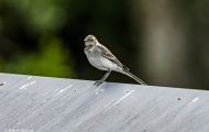 Tiere, Voegel - Sperlingsvoegel Gartengrasmuecke_Sylvia borin_Garden Warbler 03.JPG