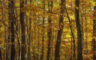 Wälder, Laubwald - Eifel  Laubwald 02.JPG
