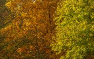 Wälder, Laubwald - Eifel  Laubwald 07.JPG