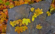 Wälder, Laubwald - Eifel  Laubwald 09.JPG