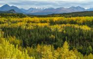 Wälder, Nadel & Mischwald - USA Alaska, Nadel & Mischwald 03.JPG