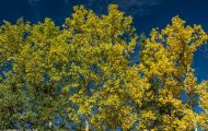 Wälder, Nadel & Mischwald - USA Alaska, Nadel & Mischwald 04.JPG