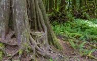 Wälder, Regenwald - Kanada  British Columbia, gemäßgter Regenwald 10.JPG