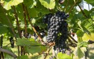 Wiesen & Felder, Weinreben - Weinreben Rot 12.JPG
