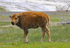 Bisons of North America - Bison calf, Custer State Park
