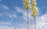 Agaven & Kakteen, Agaven  - Yucca  Seifenbaum Yucca 04.JPG