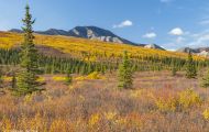 Alaska,Interior - Denali National Park 08.JPG