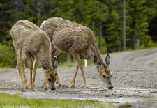 Canadian Rockies 07.JPG