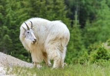 Canadian Rockies 11-3.JPG
