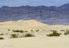 Death Valley - Die Mesquite Sand Dunes nahe Stovepipe Wells.JPG