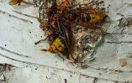 Fluginsekten, Neuflügler - Hautflügler   Hornisse_Vespa crabro_Hornet 03.JPG