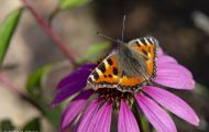 Fluginsekten, Neuflügler - Schmetterlinge  Kleiner Fuchs_Aglais urticae_Small Tortoiseshell 05.JPG