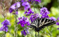 Fluginsekten, Neuflügler - Schmetterlinge  Schwalbenschwanz Schmetterling_Papilio machaon_Swallowtail 08.JPG