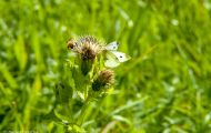 Fluginsekten, Neuflügler - Schmetterlinge  Zitronenfalter_Gonepteryx rhamni_Common Brimstone 05.JPG