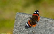 Fluginsekten, Neuflügler - Schmetterlinge Roter Admiral_Vanessa atalanta_Red Admiral 02.JPG