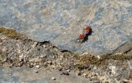 Fluginsekten, Neuflügler - Schnabelkerfe  Wanzen - Gemeine Feuerwanze 02.JPG