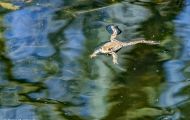 Froschlurche, Echte Froesche - Erdkroete_Bufo bufo_ Common Toad 02.JPG