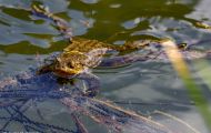 Froschlurche, Echte Froesche - Erdkroete_Bufo bufo_ Common Toad 03.JPG