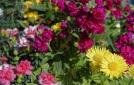 Gärten & Parks - Blumenbeete Bunte Mischung 08.JPG