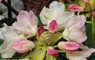 Gärten & Parks - Staudenpflanzen Rhododendron mit gelben Blüten 02.JPG