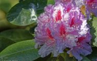 Gärten & Parks - Staudenpflanzen Rhododendron mit weißen Blüten 01.JPG