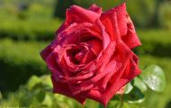 Gärten & Parks - Staudenpflanzen Rosen mit roten Blüten 10.JPG