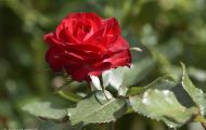Gärten & Parks - Staudenpflanzen Rosen mit roten Blüten 15.JPG
