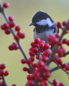 Native Birds of Britain - Coal Tit.JPG