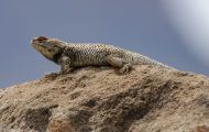 Reptilien, Echsen - Wüstenstachelleguan_Sceloporus occidentalis_Western Fence Lizzard 02.JPG