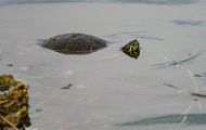 Reptilien, Schildkröten - Florida Schmuckschildkröte_Pseudemis floridana_Common Cooter 04.JPG