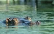 Tiere, Säugetiere - Huftiere   Flusspferd_Hippopotamus amphibius_Hippopotamus 03.JPG