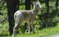 Tiere, Säugetiere - Huftiere  Dickhornschafwidder_Ovis canadensis_Bighorn Sheep 01.JPG