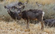 Tiere, Säugetiere - Huftiere  Maultierhirsch_Odocoileus hemionus_Mule Deer 06.JPG