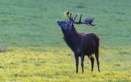 Tiere, Säugetiere - Huftiere  Rothirsch_Cervus elaphus_Elk 02.JPG