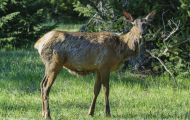 Tiere, Säugetiere - Huftiere  Weißwedelhirsch_Odocoileus virginianus_White-Tailed Deer 01.JPG
