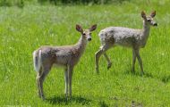 Tiere, Säugetiere - Huftiere  Weißwedelhirsch_Odocoileus virginianus_White-Tailed Deer 04.JPG