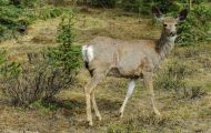 Tiere, Säugetiere - Huftiere  Weißwedelhirsch_Odocoileus virginianus_White-Tailed Deer 05.JPG