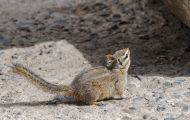 Tiere, Säugetiere - Nagetiere  Felsen-Streifenhörnchen_Tamias dorsalis_Cliff Chipmunk 02.JPG