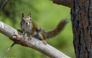 Tiere, Säugetiere - Nagetiere  Gemeines Rothörnchen_Tamiasciurus hudsonicus_American Red Squirrel 04.JPG