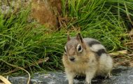 Tiere, Säugetiere - Nagetiere  Goldmantel-Ziesel_Spermophilus lateralis_Golden-mantled Ground Squirrel 02.JPG