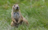 Tiere, Säugetiere - Nagetiere  Schwarzschwanz Präriehund_Cynomys ludovianus_Black-Tailed Prairie Dog 03.JPG