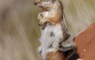 Tiere, Säugetiere - Nagetiere  Weißschwanz-Antilopenziesel_Ammospermophilus leucurus 03.JPG
