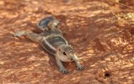 Tiere, Säugetiere - Nagetiere  Weißschwanz-Antilopenziesel_Ammospermophilus leucurus 06.JPG