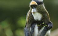 Tiere, Säugetiere - Primaten  Brazza Meerkatze_Cercopithecus neglectus_De Brazza's Monkey 06.JPG
