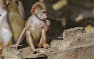 Tiere, Säugetiere - Primaten  Pavian_Papio_Baboon 09.JPG