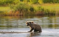 Tiere, Säugetiere - Raubtiere  Braunbär_Ursus arctos_Brown (Grizzly) Bear 05.JPG