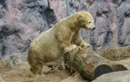 Tiere, Säugetiere - Raubtiere  Eisbär_Ursus maritimus_Polar Bear 03.JPG