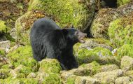 Tiere, Säugetiere - Raubtiere  Schwarzbär_Ursus americanus_ Black Bear 11.JPG